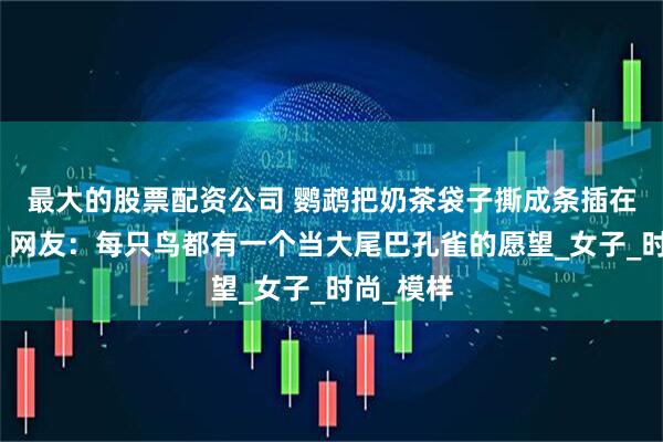 最大的股票配资公司 鹦鹉把奶茶袋子撕成条插在羽毛上。网友：每只鸟都有一个当大尾巴孔雀的愿望_女子_时尚_模样